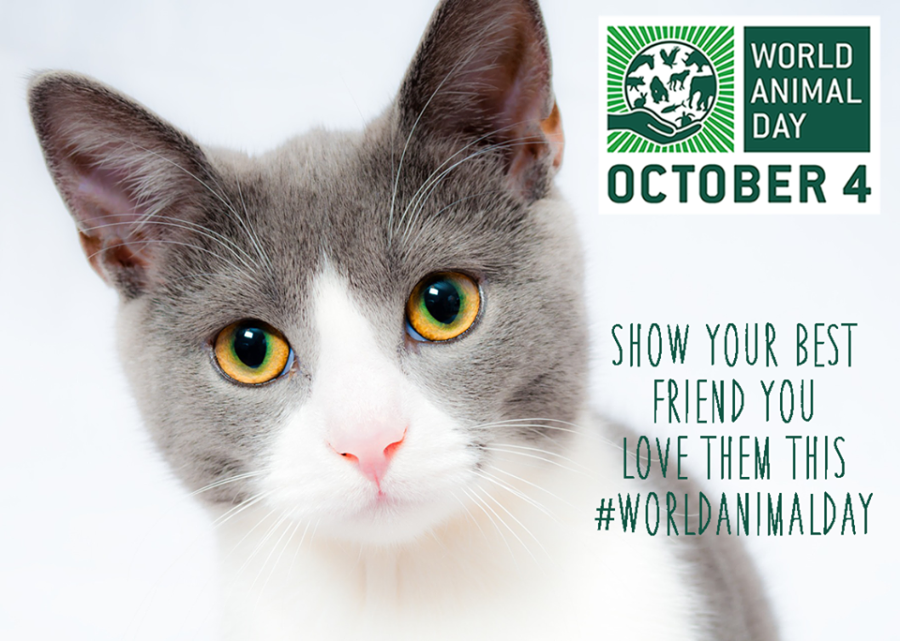 World Animal Day October 4