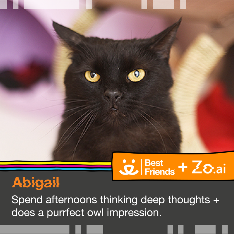 Microsoft’s Social Chatbot Helps Cats in Need for Black Cat Day