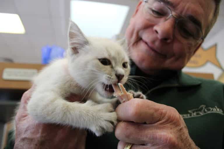 Homeless Houston Cats Enjoy Thanksgiving Dinner
