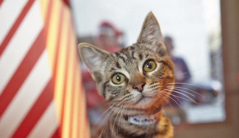 Macy’s Union Square Helps Pets in Need with Holiday Windows