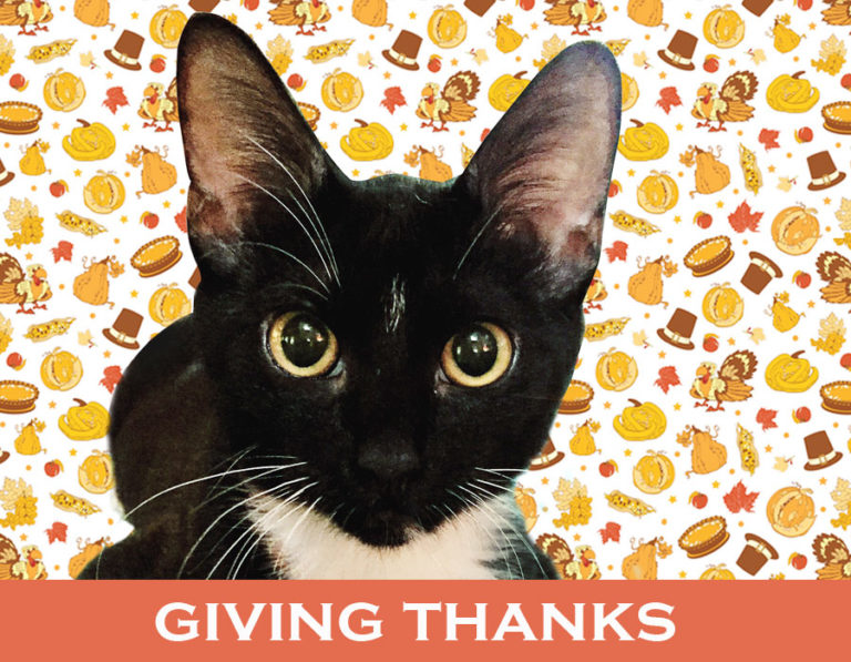 Giving Thanks for Jetty and So Many More Pets