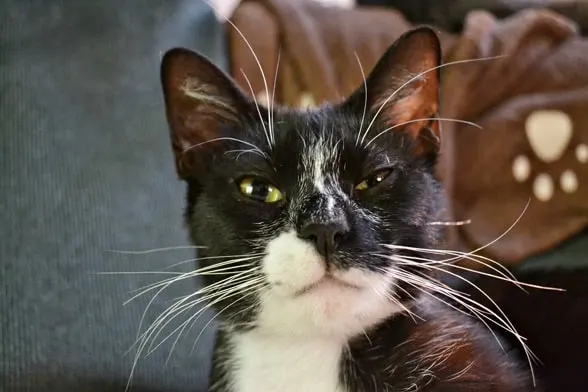 Lucky the tuxedo cat awaits your answer!