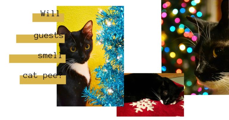 Will Your Holiday Guests Smell Cat Pee??