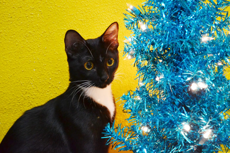 Jetty vs. the Holiday Decorations