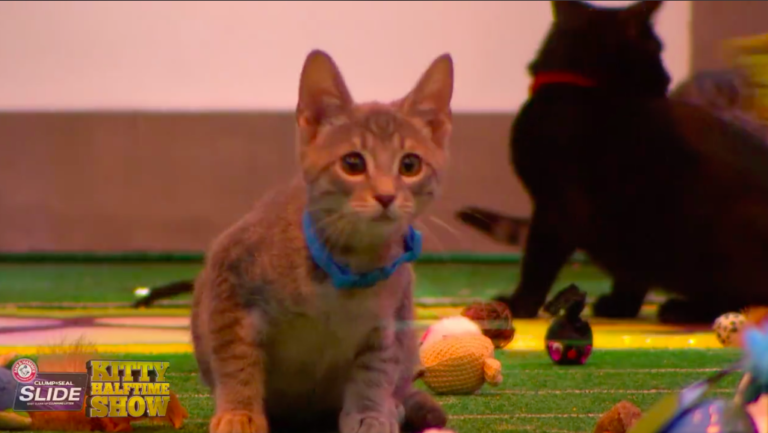 Rescue Kittens to Star in Puppy Bowl XIV’s Kitty Halftime Show
