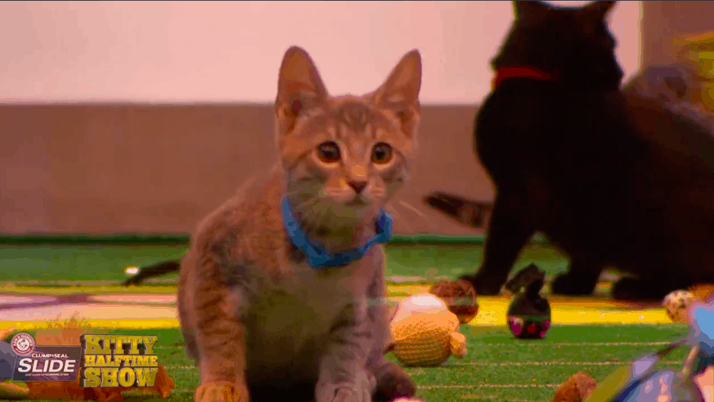 Rescue Kittens to Star in Puppy Bowl XIV's Kitty Halftime Show