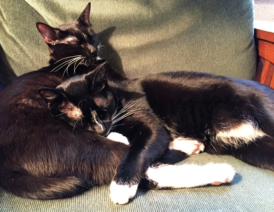Two tuxedo cats cuddling together
