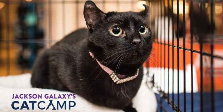 Jackson Galaxy’s Cat Camp Coming to New York City!