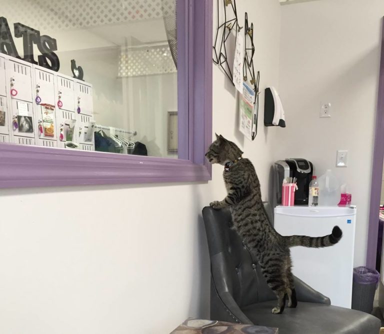 PURRsonal Space Cat Lounge, New Jersey