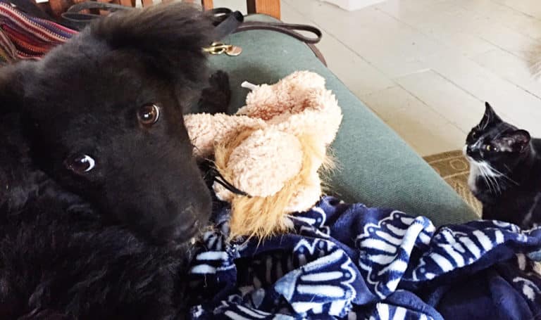 How to Choose a Cat-Friendly Puppy