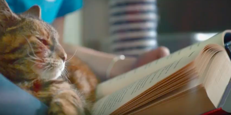 A Fun Peek Behind the Scenes of a Shelter–Through a Cat’s Eyes!