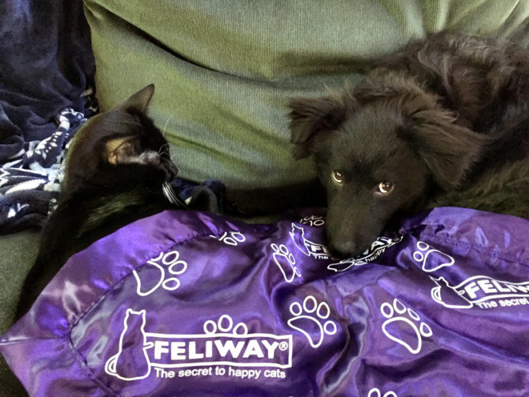 Comforting Your Cat When You Bring a New Pet Home #FeliwayCat