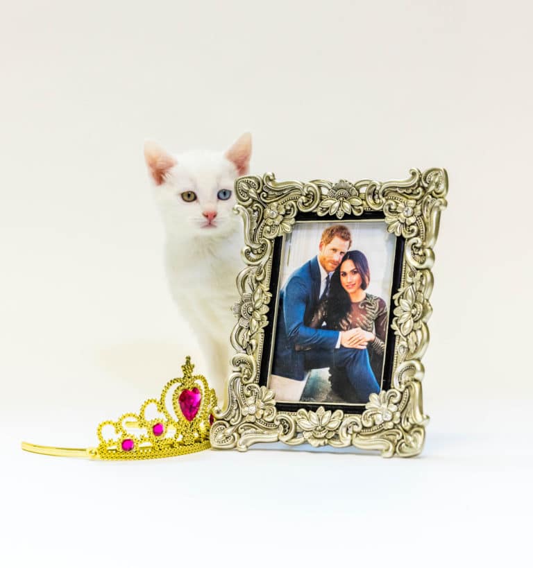 Cats Meow “Here Comes the Bride” for Harry and Meghan