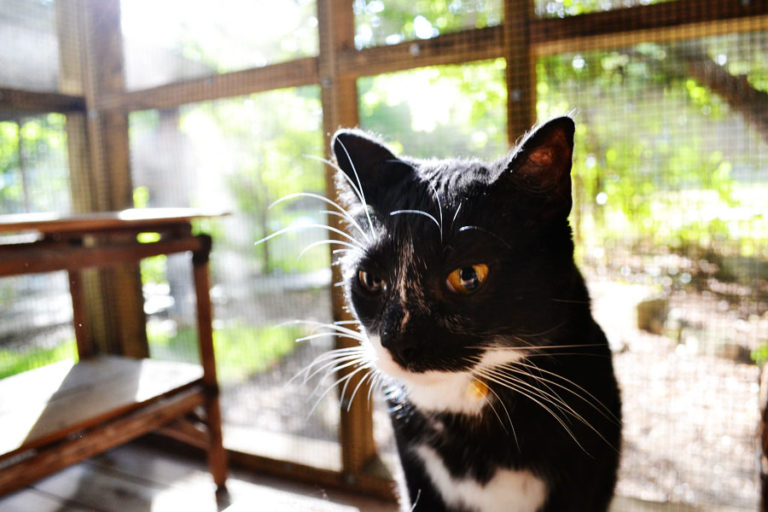 Do Indoor Cats Need Flea Protection?