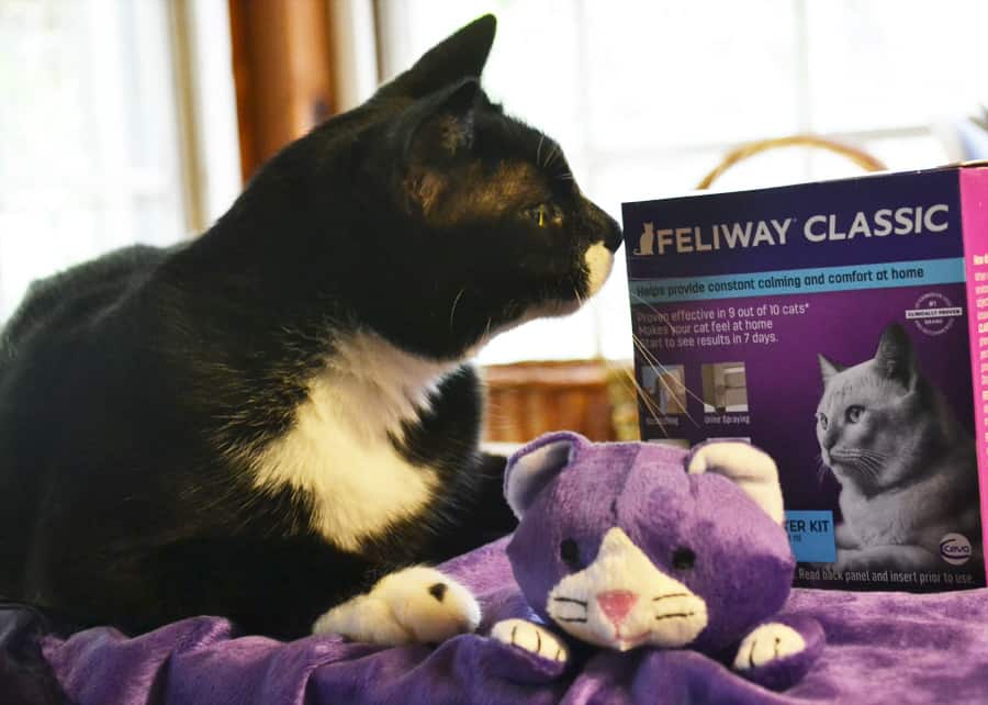 How FELIWAY CLASSIC helped Cassius the cat to cope with changes in