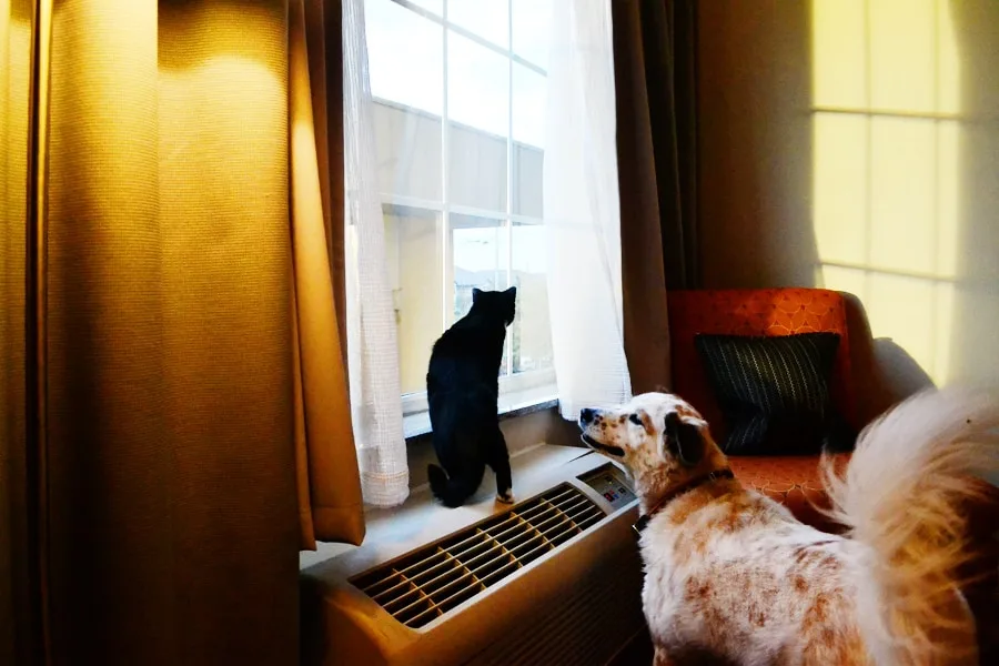 cat and dog looking out hotel window