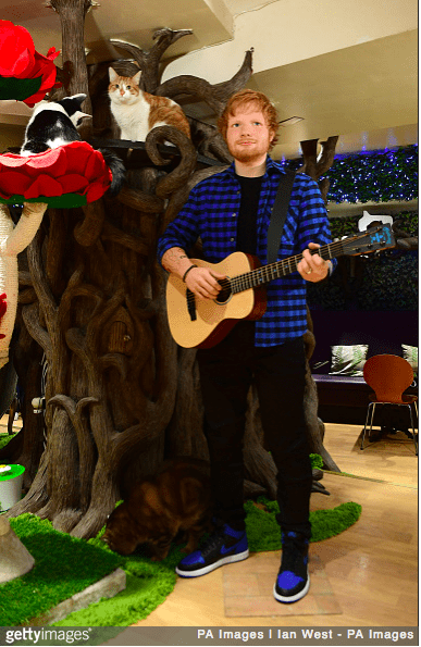 Ed Sheeran Wax Figure Unveiled at London Cat Cafe
