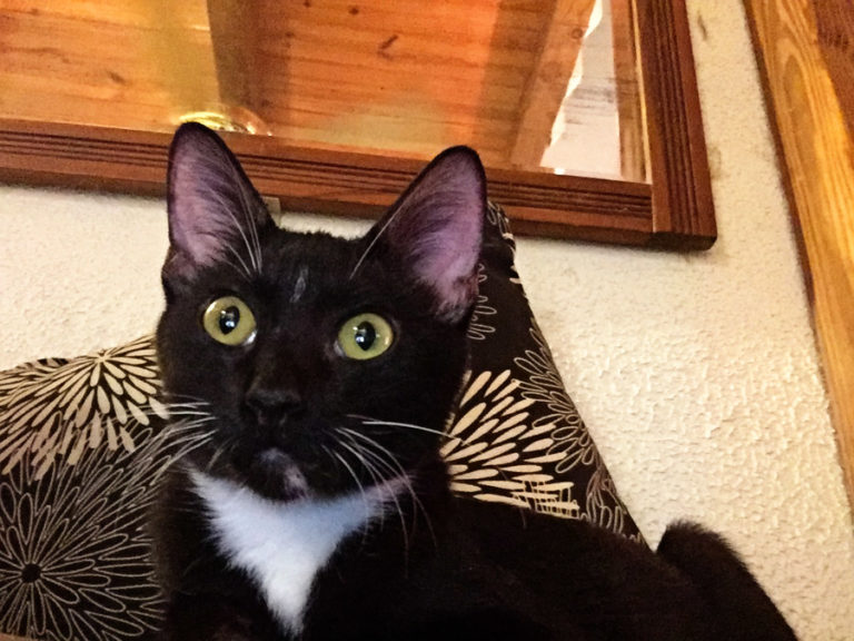 Happy 1st Birthday, Jetty!