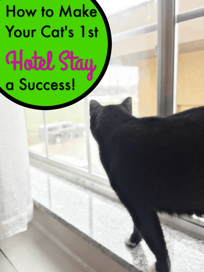 How to Make Your Cat's First Hotel Visit a Success