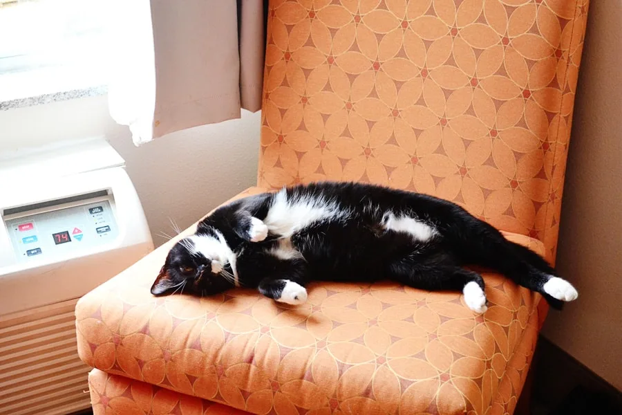 black and white cat on chair