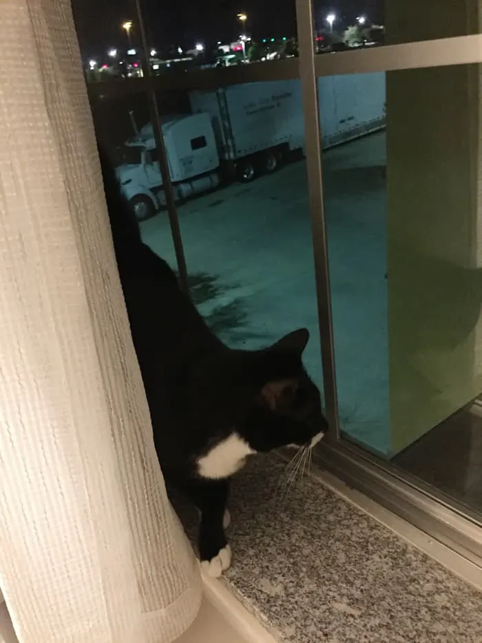 cat looking out hotel window