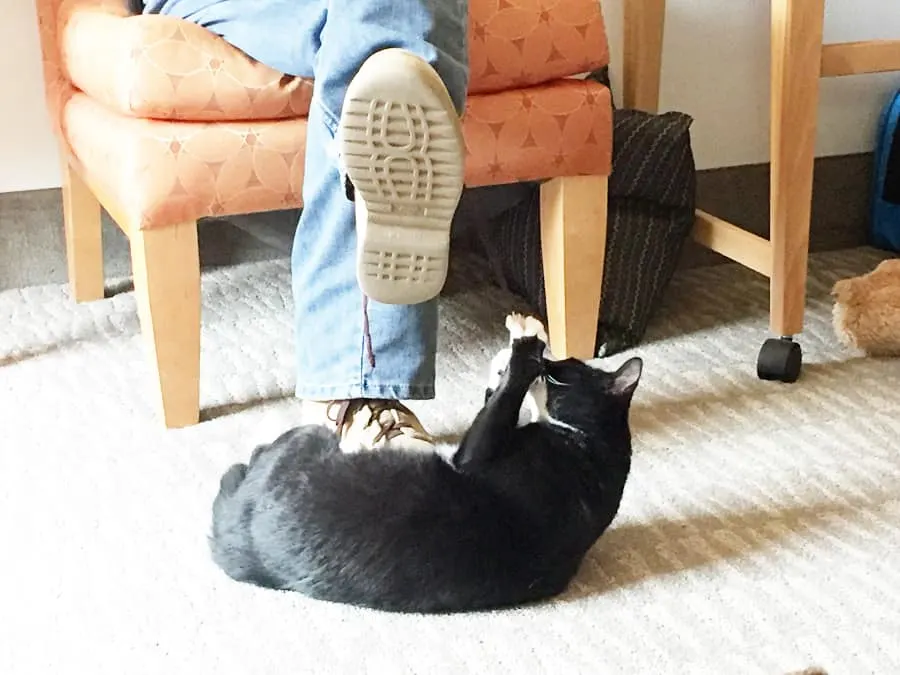 cat playing with shoelace