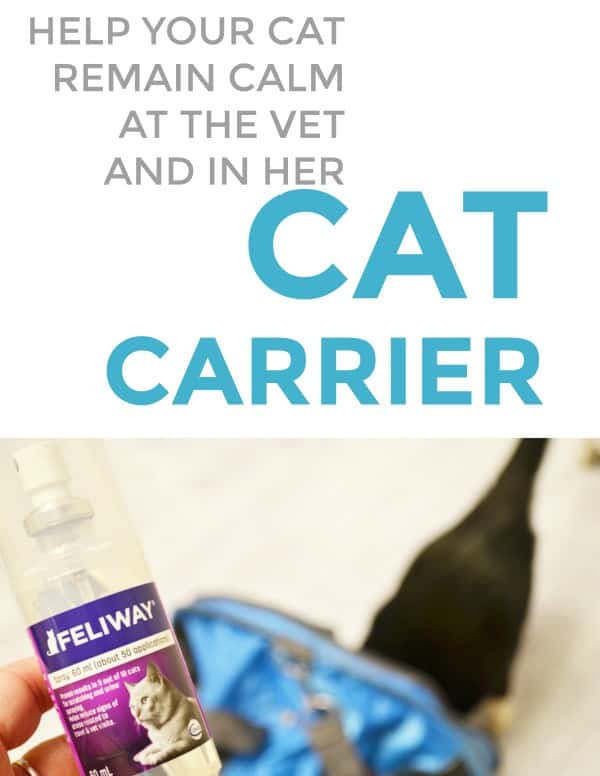 help your cat remain calm at the vet