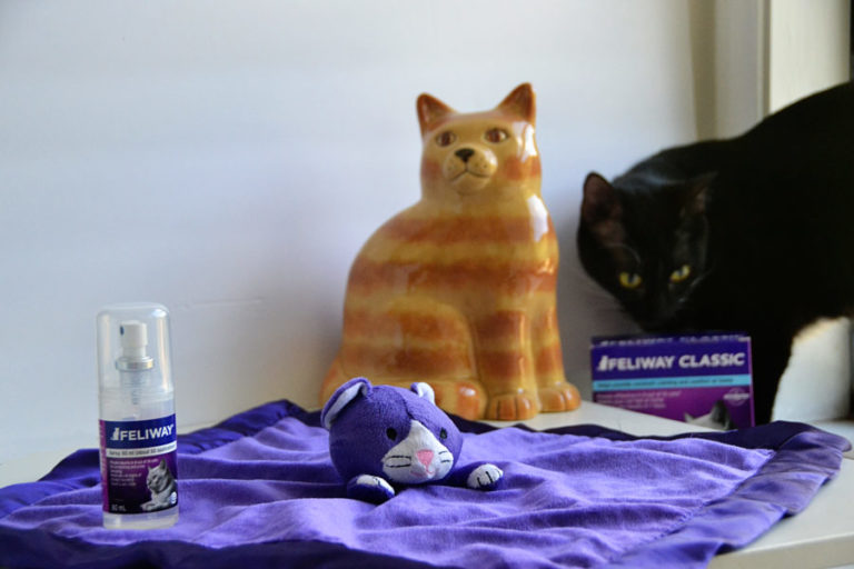 Help Your Cat Remain Calm in Her Carrier and At the Vet