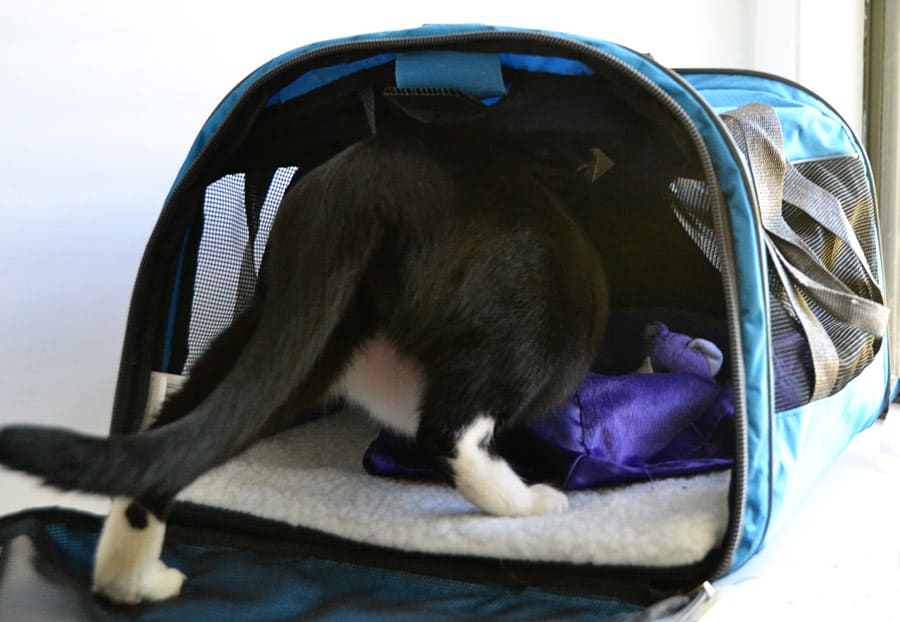 leave the cat carrier open and filled with your cat's favorite toys