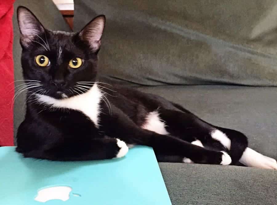 Happy 1st Gotcha Day, Jetty!