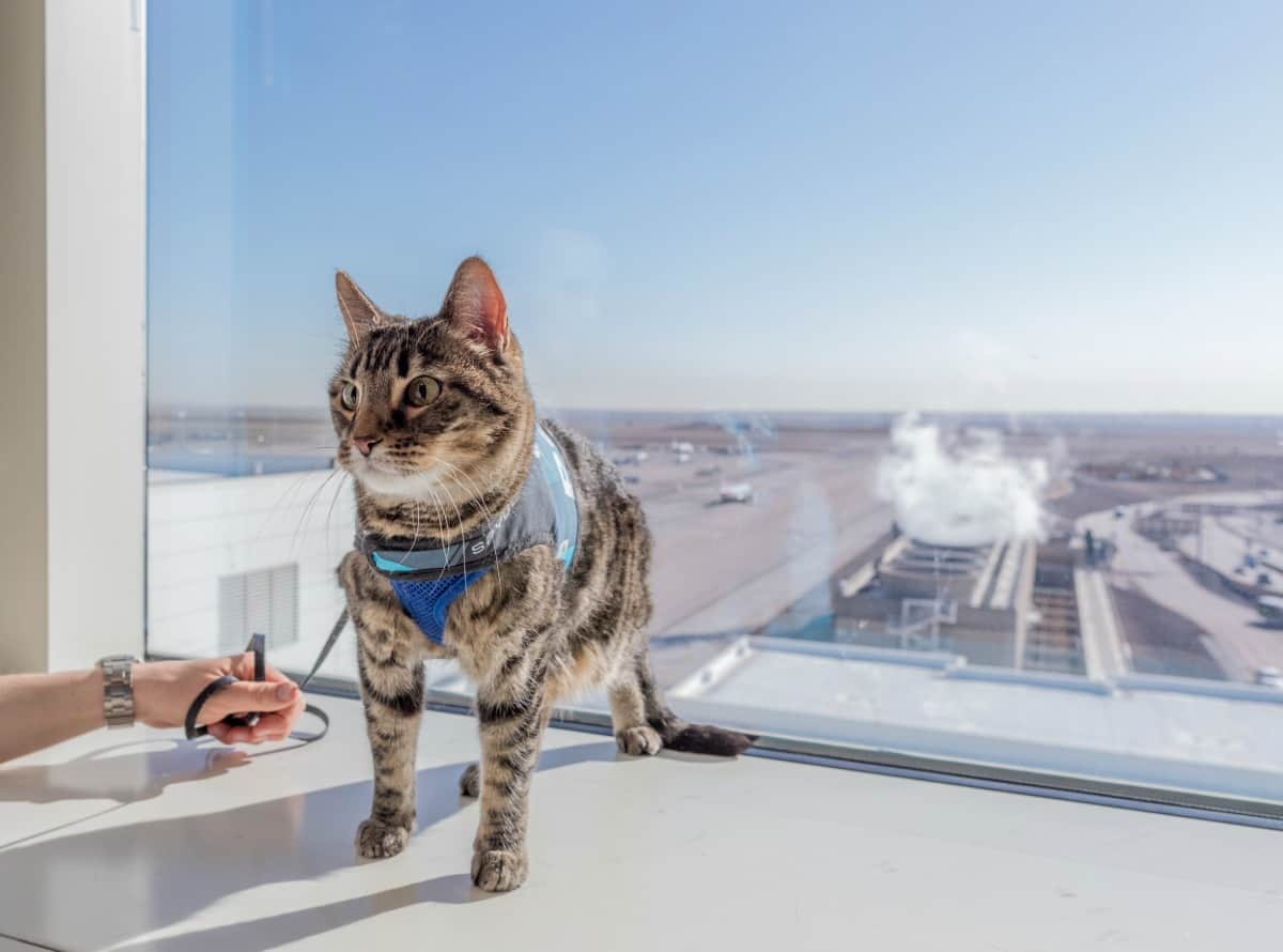 Denver airport therapy cat