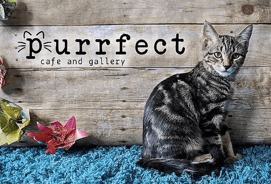 Purrfect Cafe and Gallery, Buffalo New York cat cafe