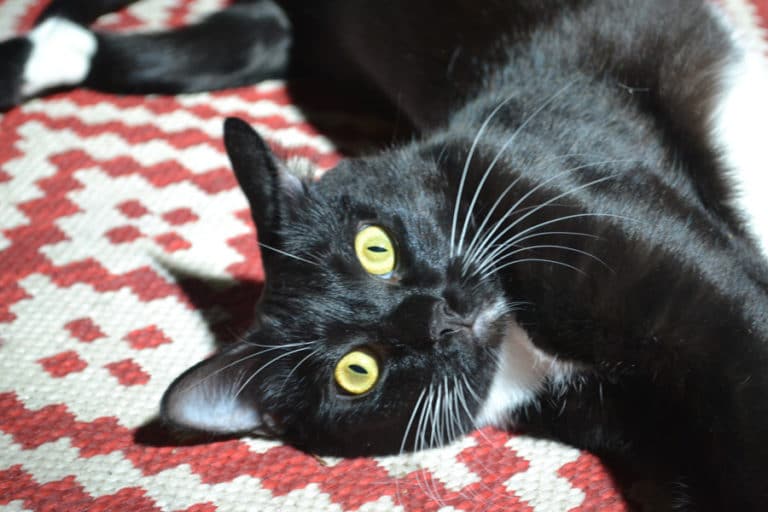 10 Ways to Help Your Cat Stay Calm When Moving