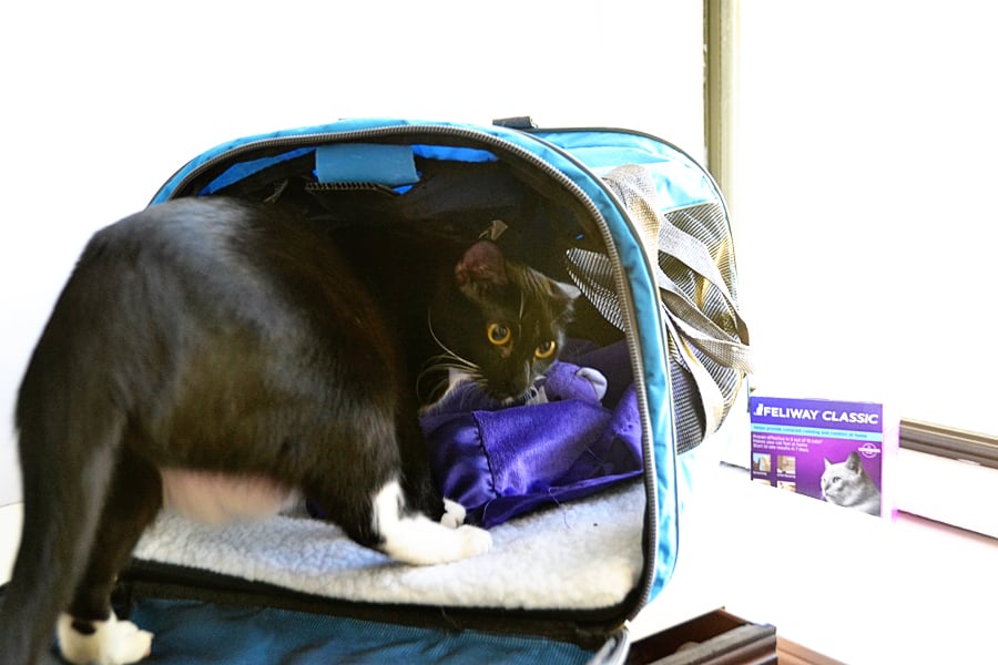 cat playing in cat carrier