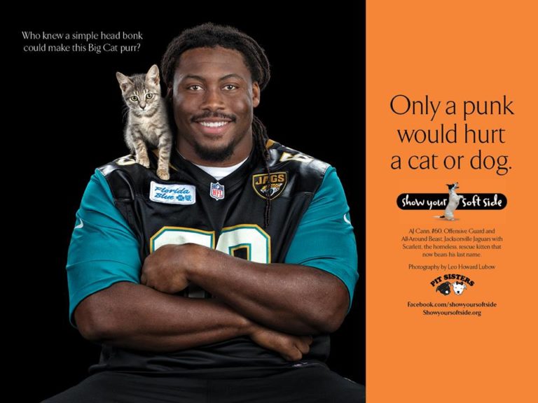 Stars Help Cats in Need