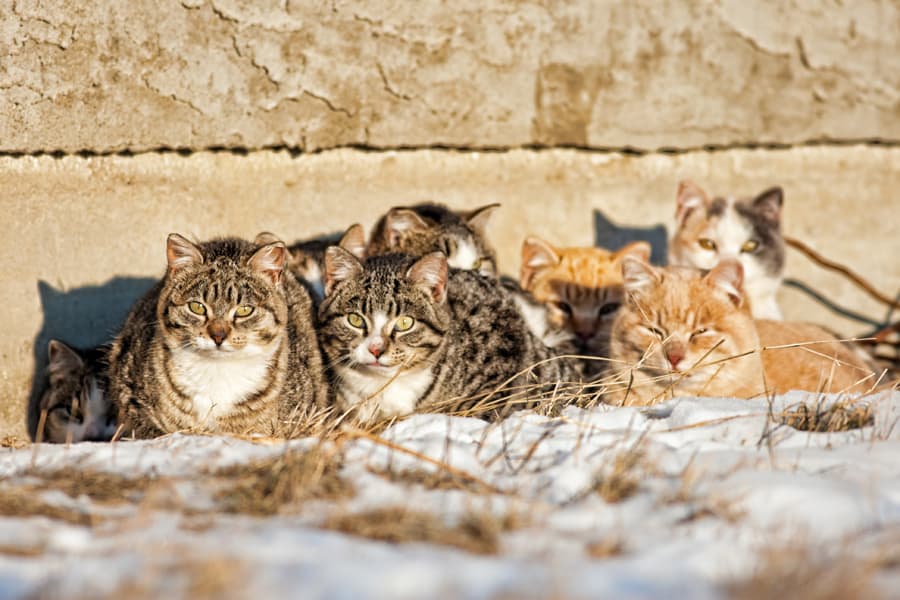 feral cats