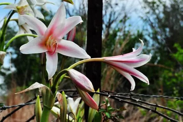 lilies are poisonous to cats