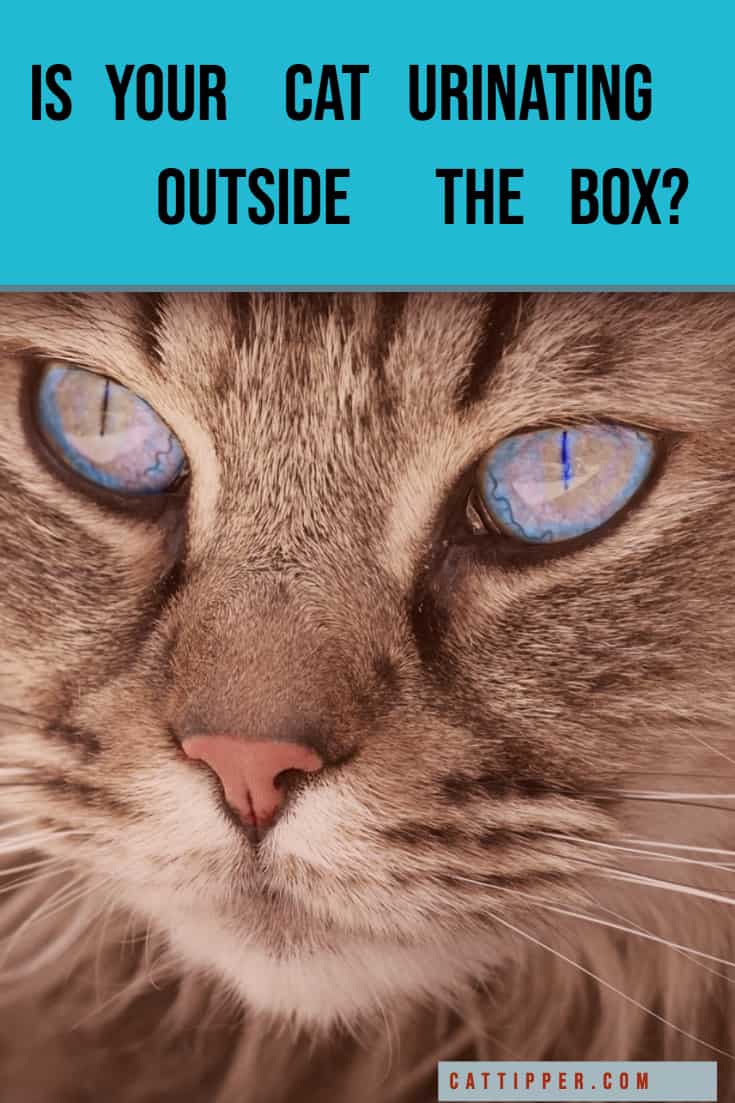 Is Your Cat Urinating Outside the Litter Box?