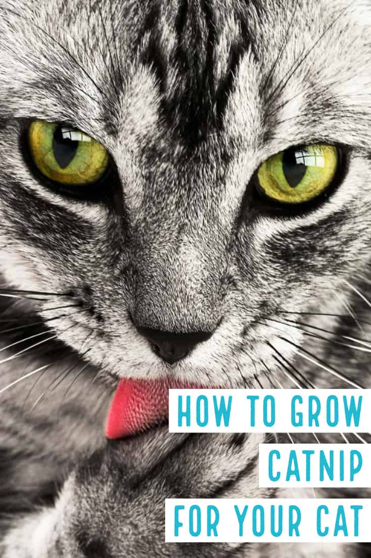 How to Grow Catnip for Your Cat