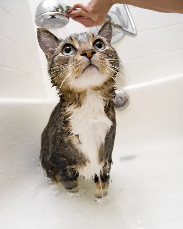 cat in shower