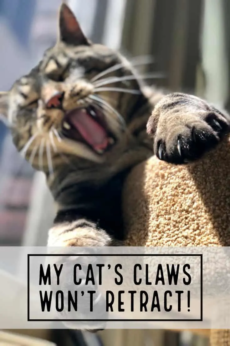 my cat's claws won't retract