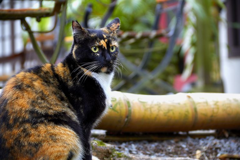 How to Help Feral Cats During Winter Weather