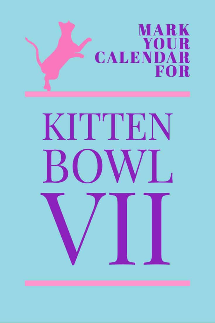 KITTEN BOWl