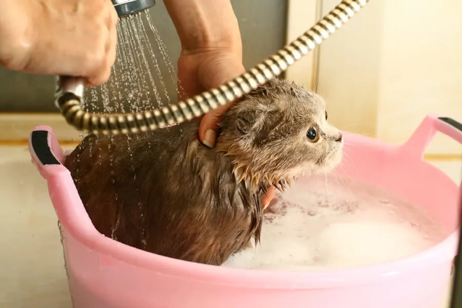 washing cat
