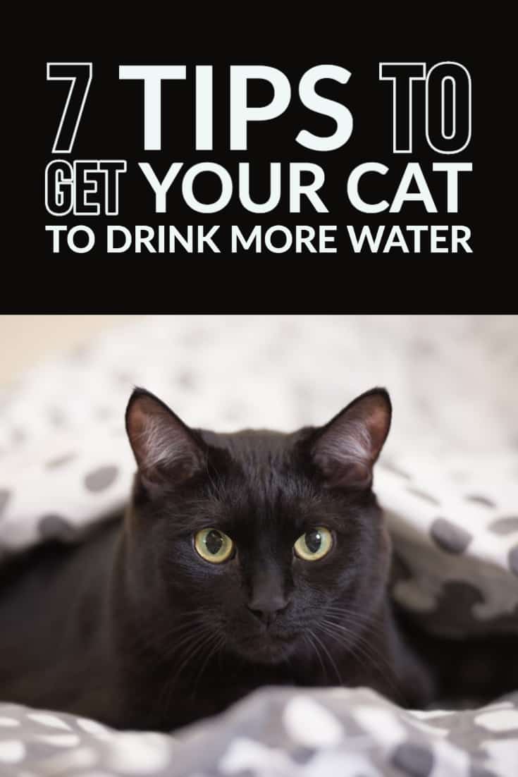 7 Ways to Get Your Cat To Drink More Water CatTipper