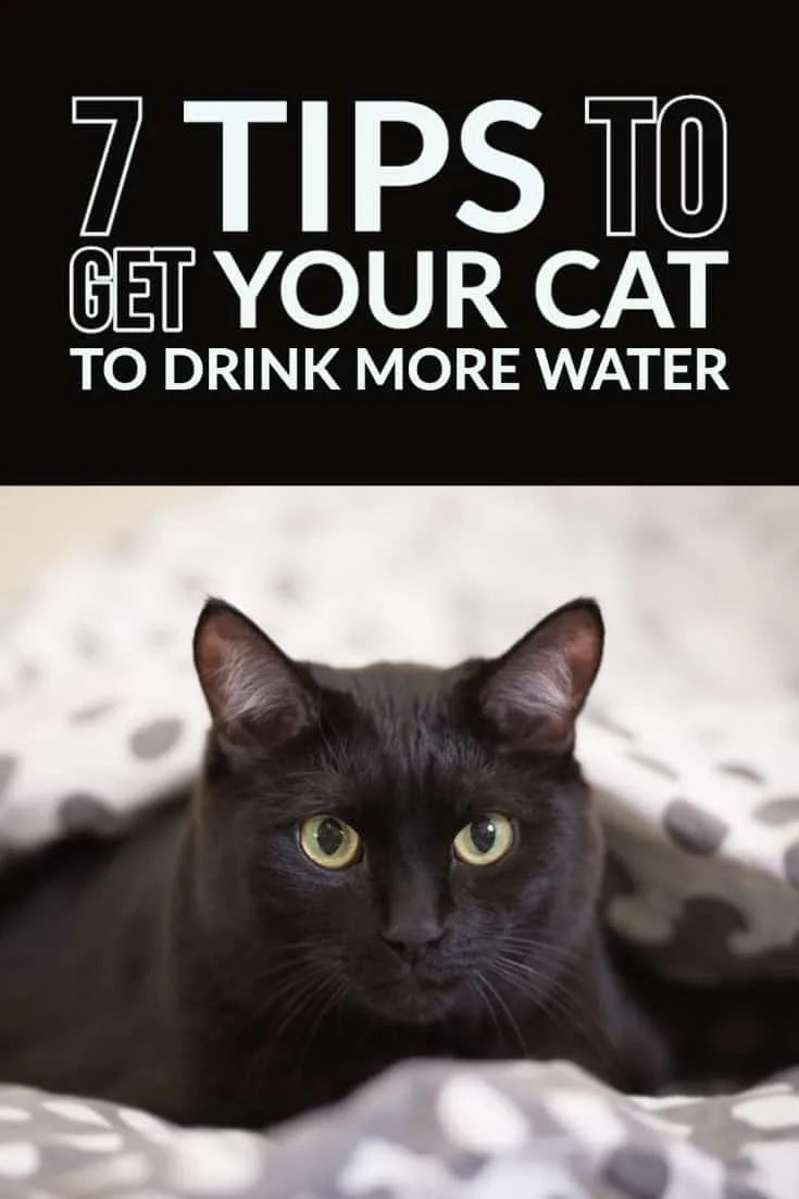 7 Ways to Get Your Cat To Drink More Water