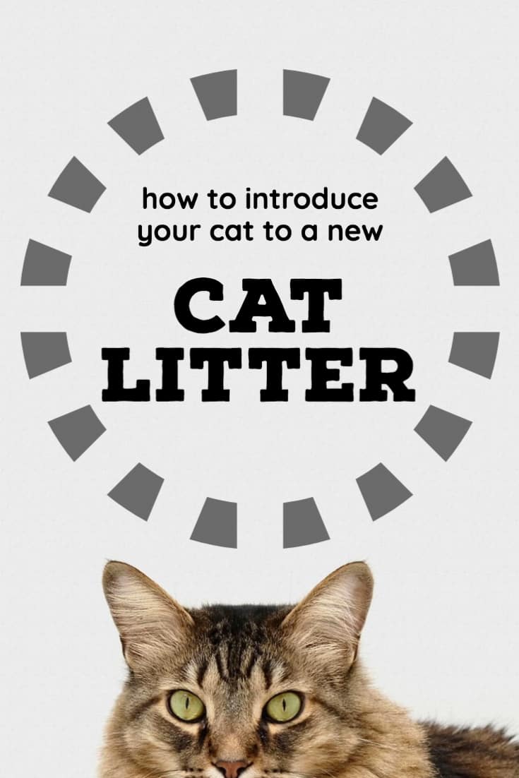 How to introduce your cat to a new cat litter