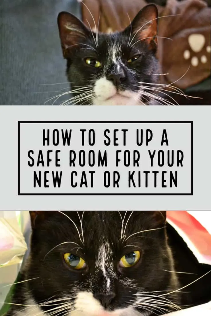 How to Set Up a Safe Room for Your New Cat or Kitten