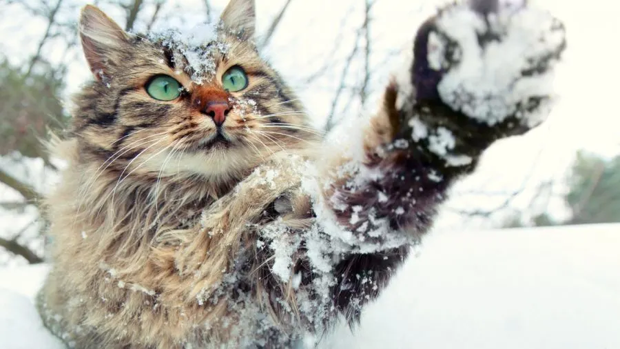 help feral cat colonies in winter