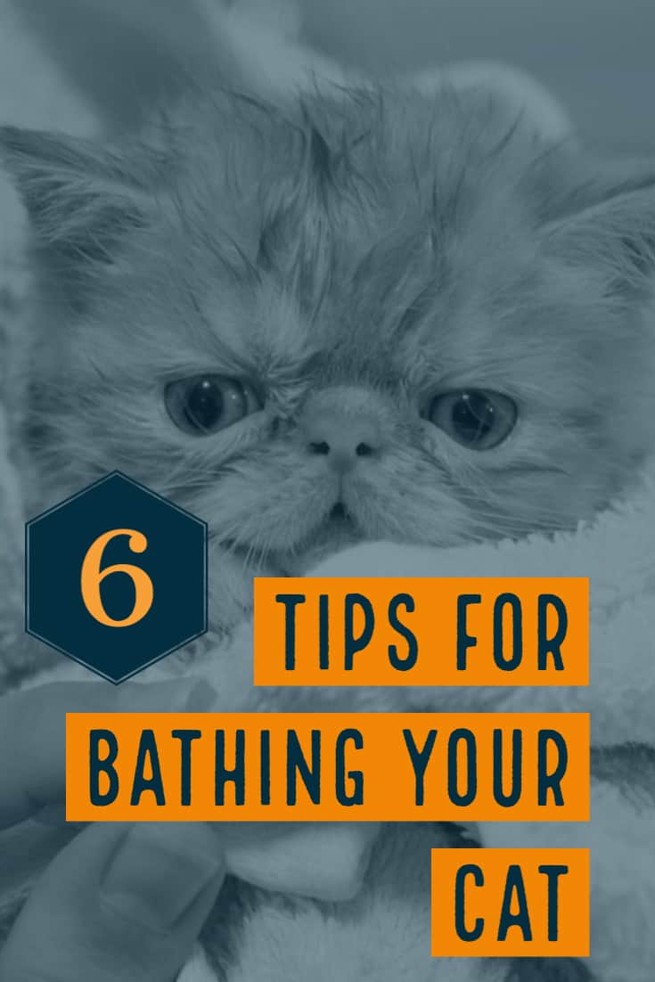 6 tips on best way to bathe a cat